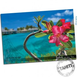 Carte postale tipanier adenium de tahiti cp351