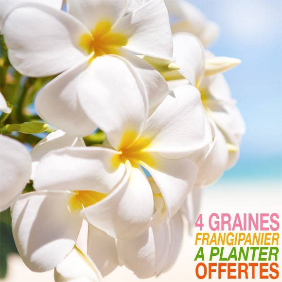 RUPTURE 4 graines offertes de Frangipanier Tahiti à Planter*